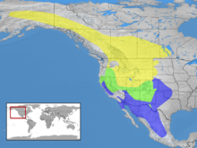 Sialia currucoides distribution.png