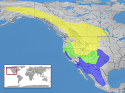 Distribución Amarillo = verano solamente Azul = invierno solamente Verde = todo el año