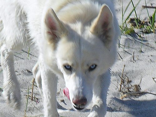 Siberian Husky blue eyed 10 years - photo 2007 fatima Wolfgang Pehlemann DSCN0140.jpg