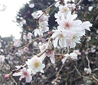 桜舞う乙女のロンド Wikipedia