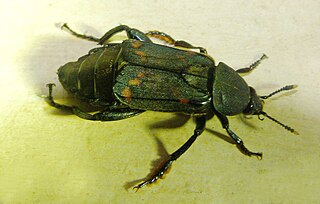 <i>Diamesus</i> Genus of beetles