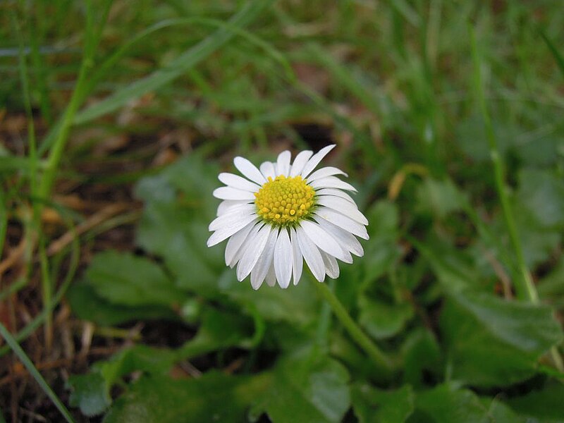 File:Single daisy flower.jpg