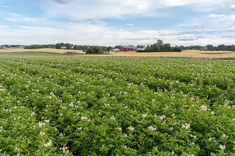 File:Slagsvold ved Kraby på Østre Toten august 2018 02.jpg