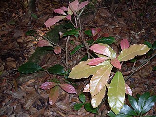 <i>Sloanea australis</i> Species of flowering plant in the family Elaeocarpaceae