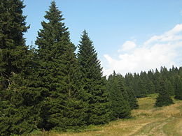 Lucfenyők (Picea abies)
