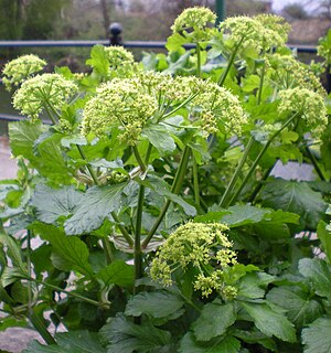 <i>Smyrnium olusatrum</i> Species of flowering plant