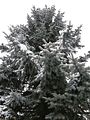 Χιονισμένο δέντρο στο Μποντρός κοντά στο Μπλαγκόεβγκραντ