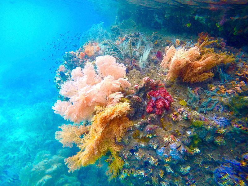 File:Soft corals between Gam and Waigeo, Raja Ampat.jpg