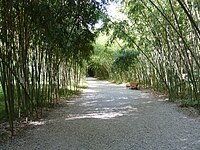 Алея с бамбук