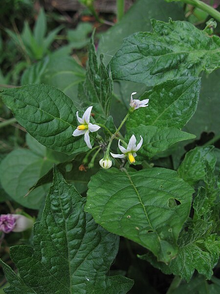 File:Solanum ptychanthum, 2020-10-04, Beechview 02.jpg