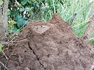 <span class="mw-page-title-main">Solarium (myrmecology)</span> Earthen structure created by certain species of ants