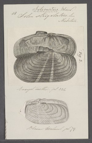 Solen strigilatus - - Print - Iconographia Zoologica - Special Collections University of Amsterdam - UBAINV0274 079 16 0005.tif
