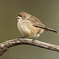 Southern Whiteface, Round Hill Nature Reserve, New South Wales, Australia