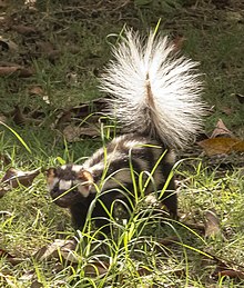 Southern spotted skunk.jpg