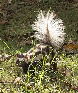 Southern spotted skunk Species of carnivore