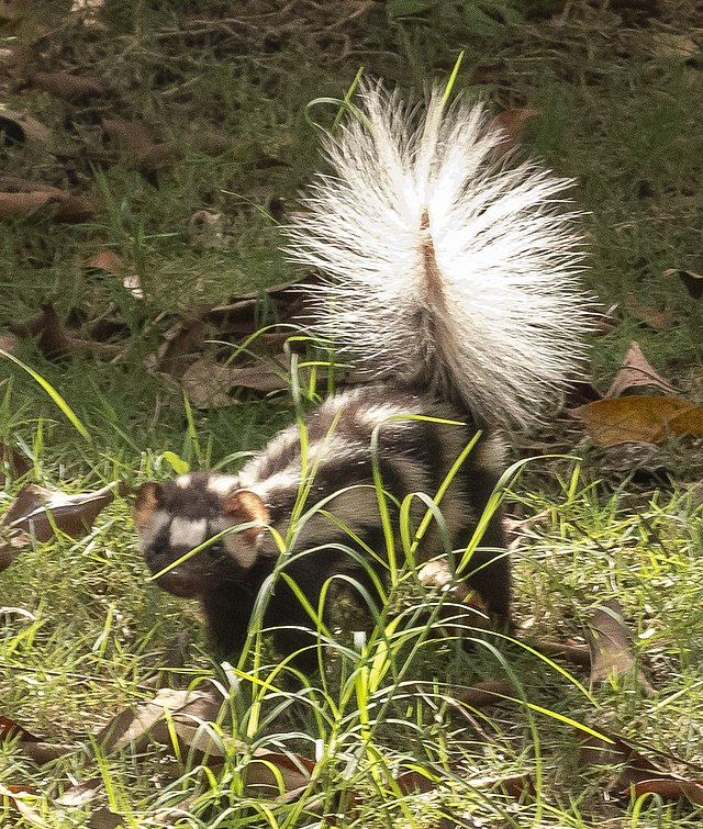 spotted skunks