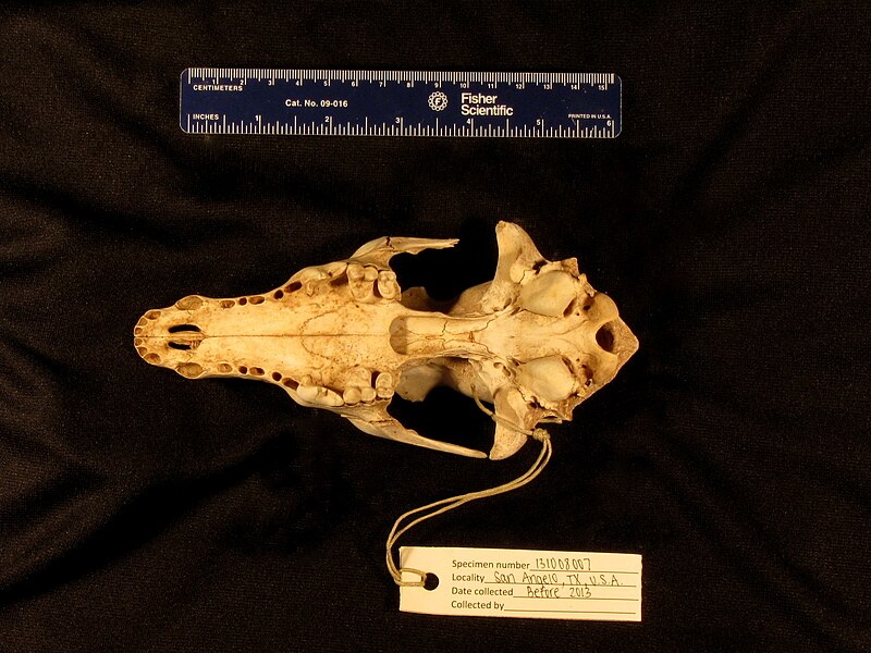 File:Specimen 131008007 bottom.JPG