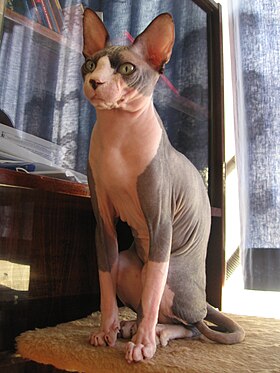 Kucing sfinks - Wikipedia bahasa Indonesia, ensiklopedia bebas