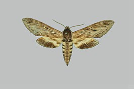 Sphinx gordius