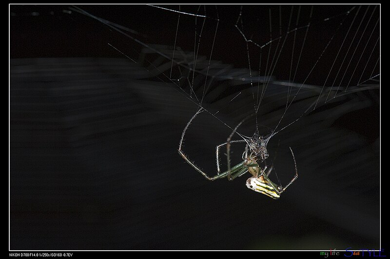 File:Spider (15018355185).jpg