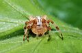 * Nomination A Garden Spider (Araneus diadamatus) -- Alvesgaspar 23:27, 12 August 2008 (UTC) * Promotion super --Pudelek 10:44, 13 August 2008 (UTC)