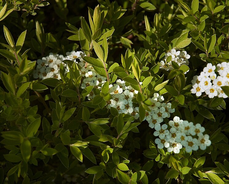 File:Spiraea cinerea C.jpg