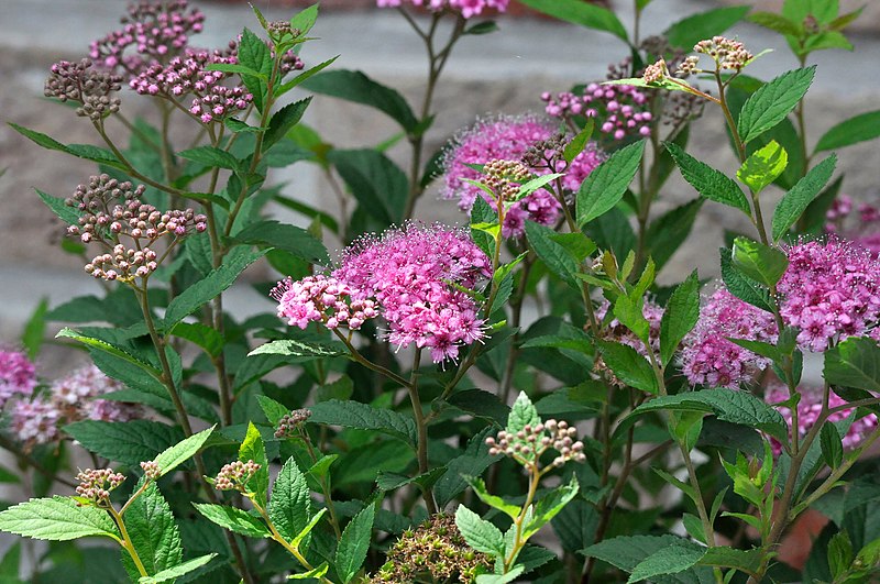 File:Spiraea japonica 25-06-2010 13-58-09.JPG