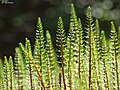 Spruce grass