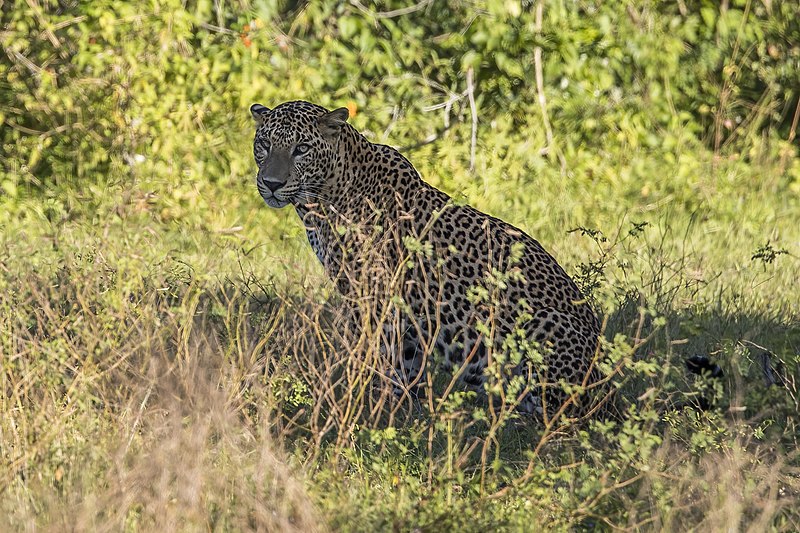 File:Sri Lankan leopard (Panthera pardus kotiya) male.jpg