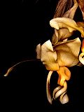 Thumbnail for File:Stanhopea intermedia Orchi 001.jpg