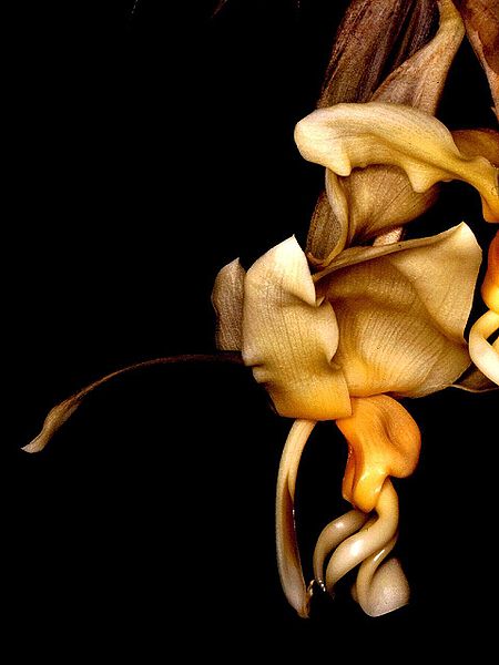 File:Stanhopea intermedia Orchi 001.jpg