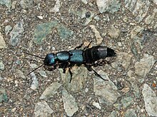 Staphylinidae - Ocypus ofhthalmicus.JPG