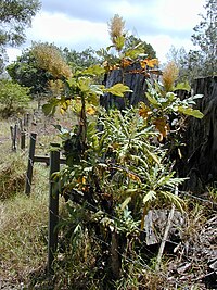 Bocconia frutescens