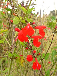 Starr 051122-5376 Salvia coccinea.jpg