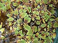 Azolla filiculoides