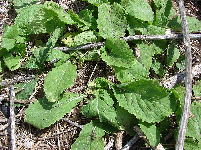 File:Starr 080605-6557 Brassica nigra.jpg