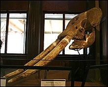 Notiomastodon skull with almost straight tusks Stegomastodon skull.jpg