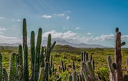 Macanao Peninsula desert habitat.