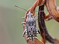 Stictopleurus punctatonervosus (Goeze, 1778)