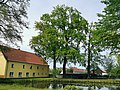 Stieleiche (Quercus robur)