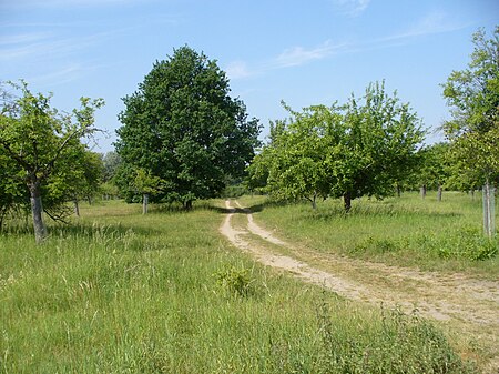 Streuobstwiesen