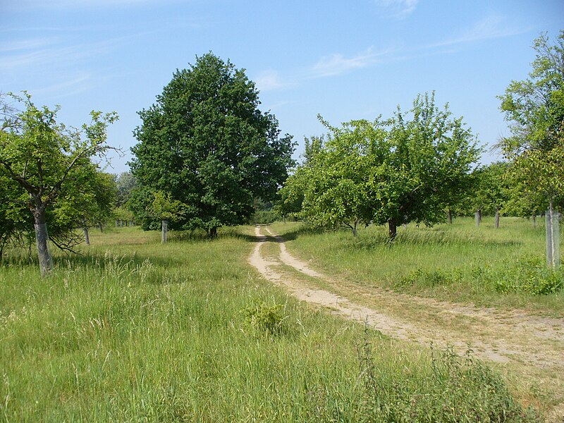 File:Streuobstwiesen.jpg