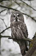 Gran búho gris (Strix nebulosa)