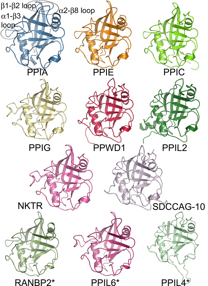 Members of a protein family, as represented by the structures of the isomerase domains