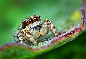 Beskrivelse av bildet Sub-voksen mannlig hoppende edderkopp - (Habronattus mataxus) .jpg.