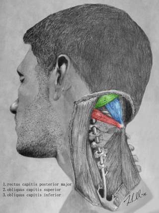 <span class="mw-page-title-main">Suboccipital triangle</span>