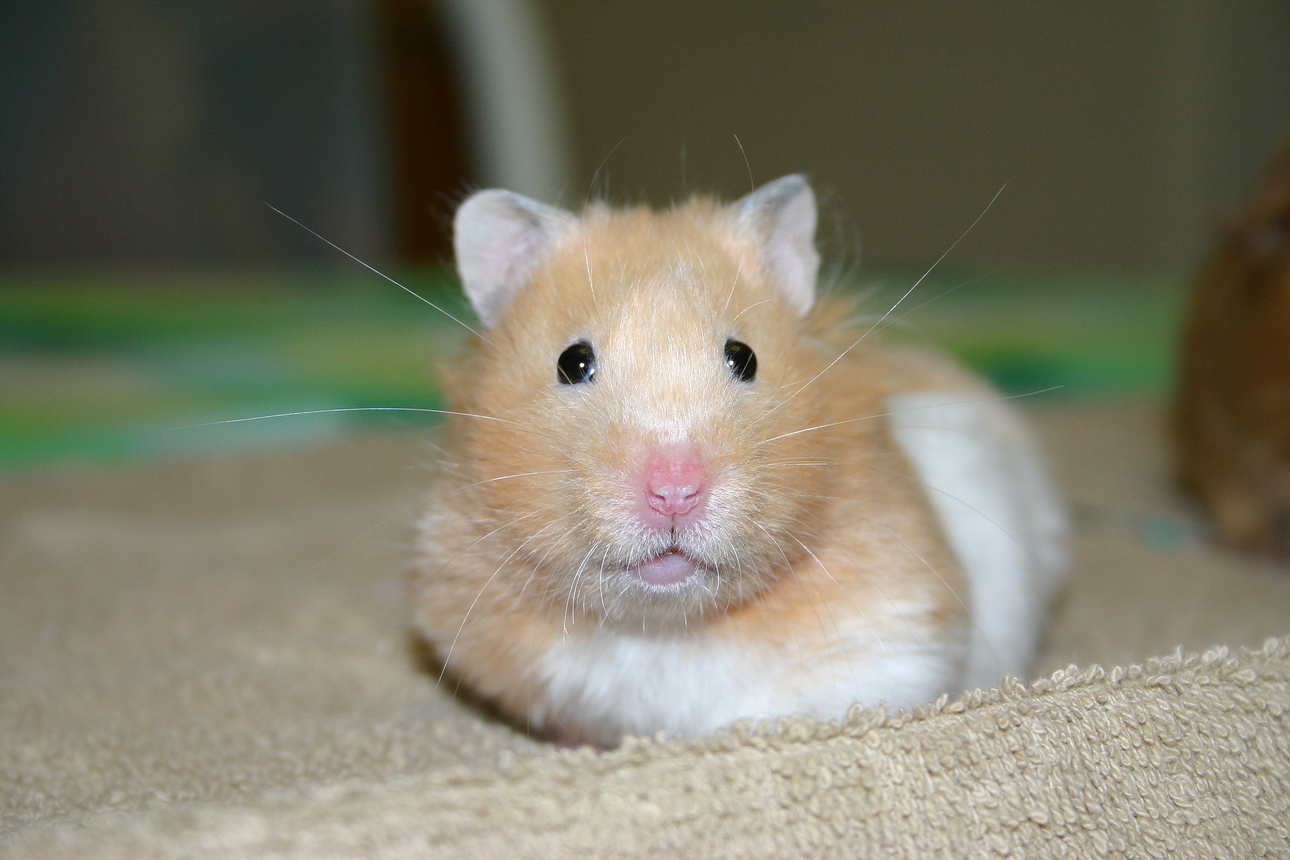 Golden hamster - Wikipedia