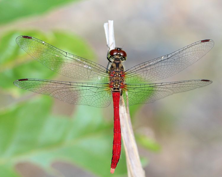 File:Sympetrum eroticum (male).JPG