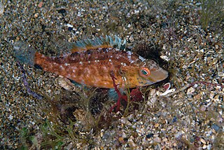 <span class="mw-page-title-main">Grey wrasse</span> Species of fish