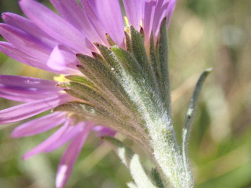 File:Symphyotrichum molle 216606984.jpg